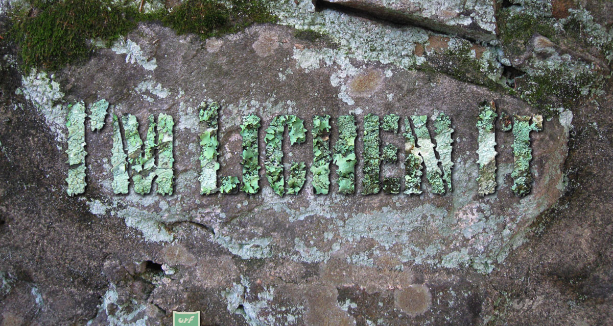 I'm Lichen It